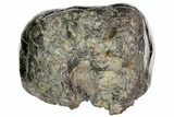 Gomphotherium (Mastodon Relative) Molar - Georgia #74439-1